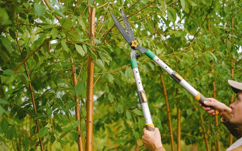 Tree trimming in Mitchell, OR