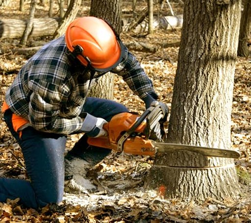 Tree Removal in Mitchell, OR